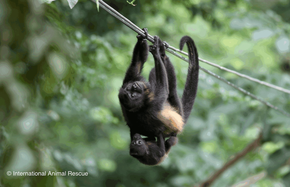 Costa Rica&rsquo;s &lsquo;shocking&rsquo; wildlife crisis: Nation must move to prevent animal electrocution (commentary)
