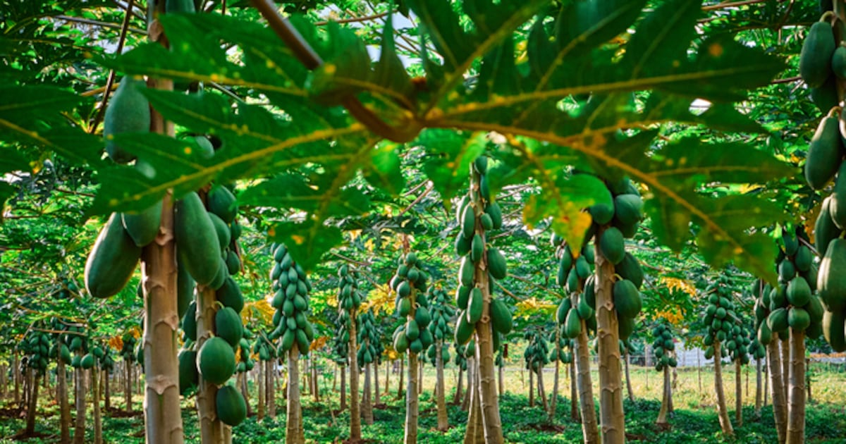 Costa Rica moves towards sustainable, low-emission agriculture