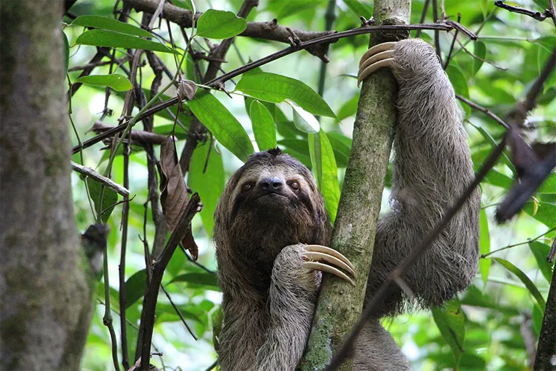 Conservation finance: Costa Rica costs its success
