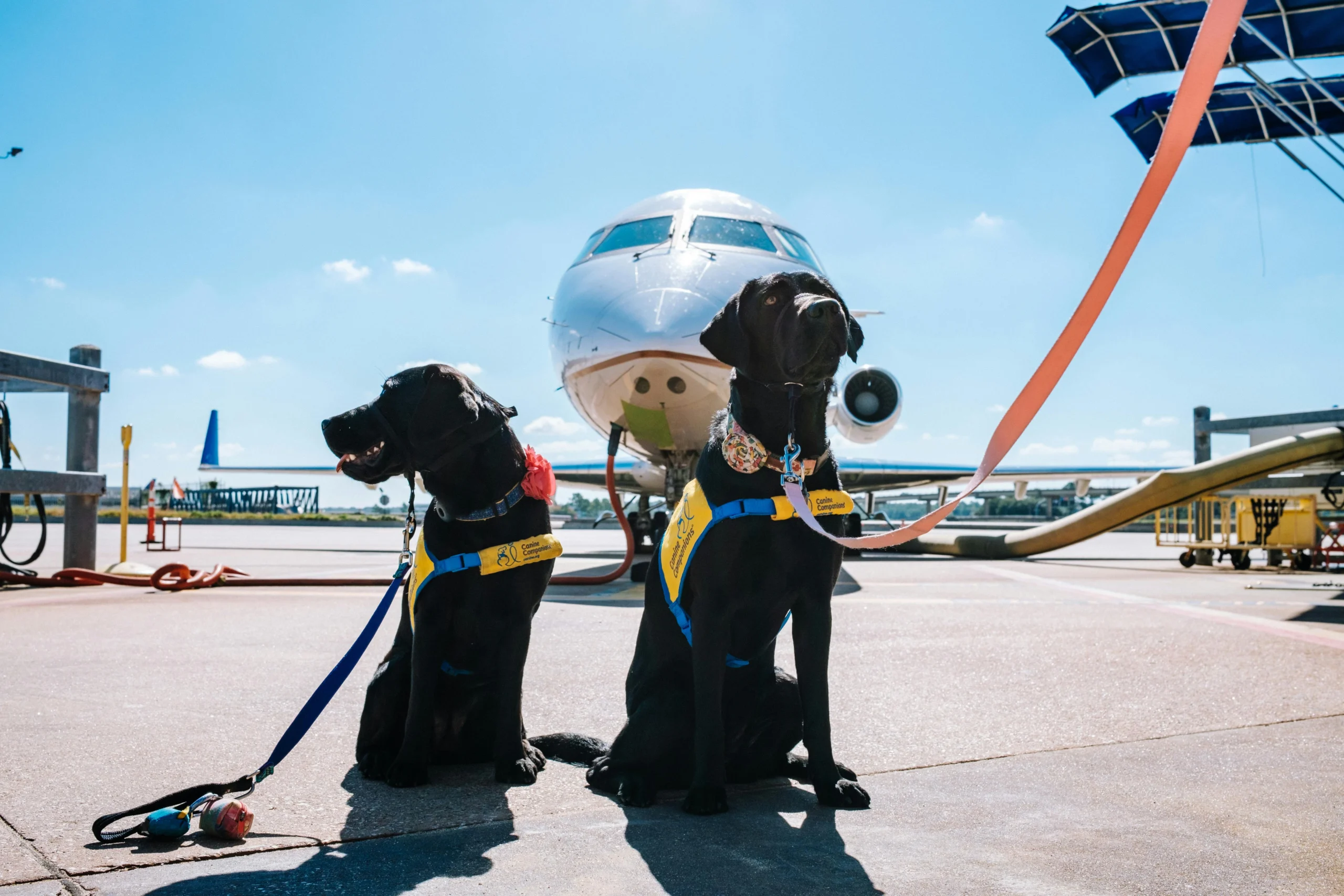 Costa Rica Pet Import Rules: Two Veterinary Deadlines, No Rabies Blood Test, Few Owners Need a Permit